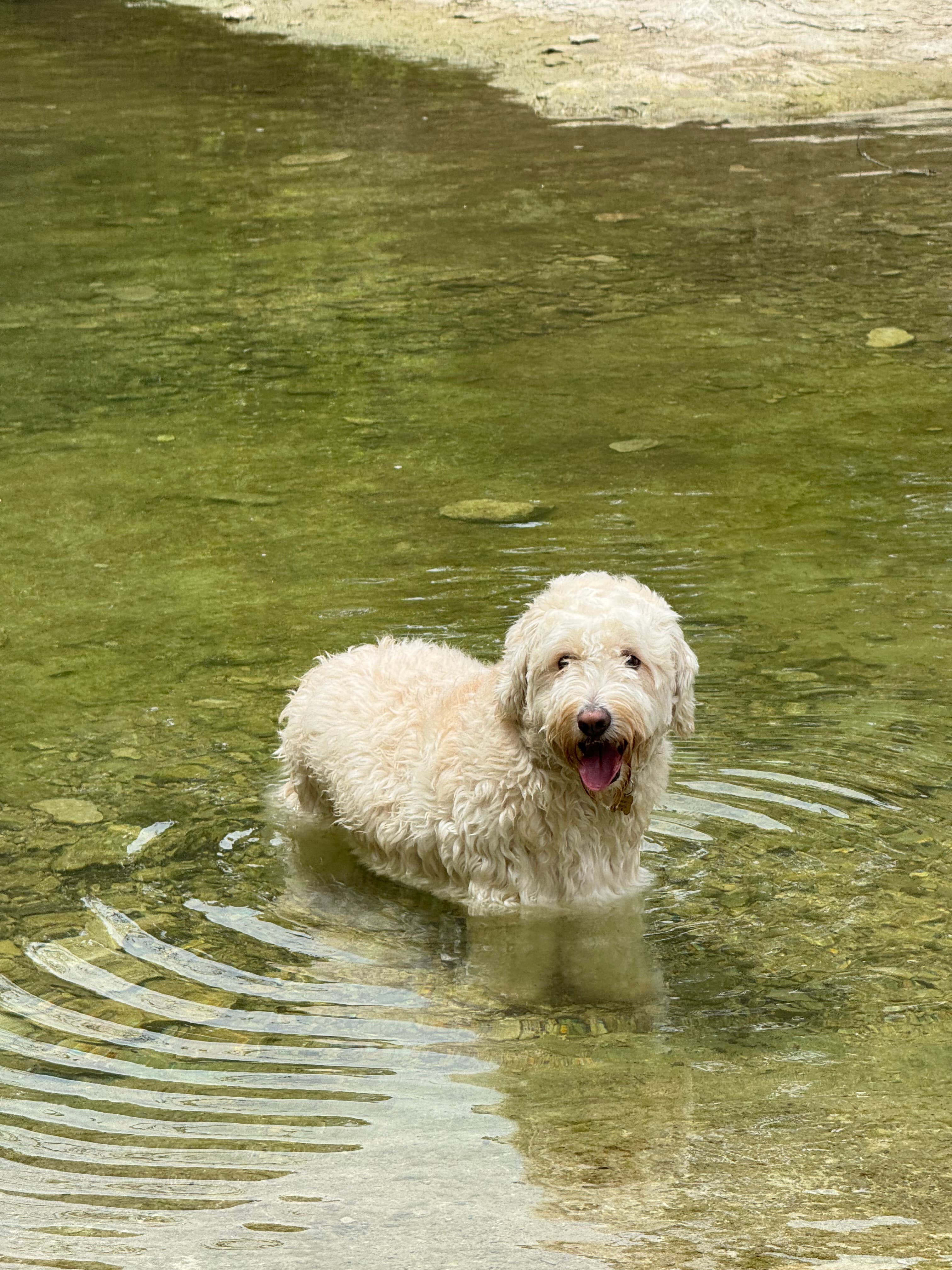 Marcus cooling off in clear water.