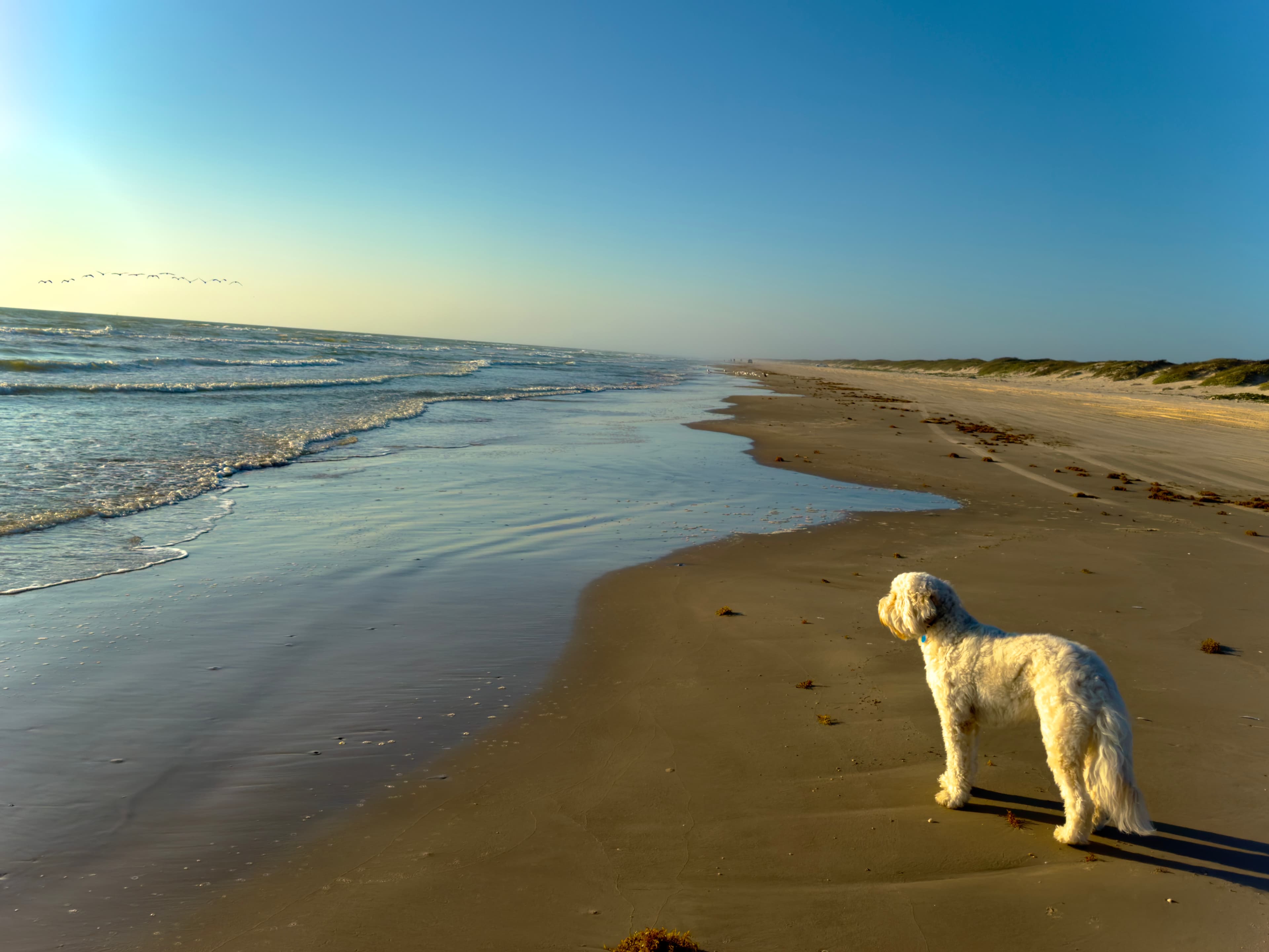 Quiet beach walk with Marcus.